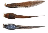 A description of the tadpole of *Megophrys* "*Brachytarsophrys*" *intermedia* (Smith, 1921) Zootaxa 4845 (1): 026–034