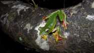 Amphibian Checklist Agumbe Rainforest Research Station Frog Leg 16:2-14