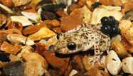 Amphibian Taxon Advisory Group Best Practice Guidelines for Midwife toads (*Alytes* sp.)