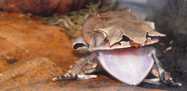 Amphibians and conservation breeding programmes: do all threatened amphibians belong on the Ark? Froglog, 116: 23-27