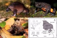 Are local and traditional ecological knowledge suitable tools for informing the conservation of threatened amphibians in biodiversity hotspots? Herpetological Bulletin 153: 3-13