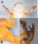 Breeding and rearing the Critically Endangered Lake Oku Clawed Frog (*Xenopus* *longipes* Loumont and Kobel 1991). Amphibian & Reptile Conservation, 9: 100-110. 