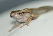 Captive husbandry and breeding of file-eared tree frogs, *Polypedates* *otilophus* (Boulenger, 1893) (Amphibia: Anura: Rhacophoridae). Herpetological Bulletin, 132: 5-8.