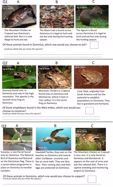 Cultural association and its role in garnering support for conservation: the case of the Mountain Chicken Frog on Dominica. Amphibian and Reptile Conservation. 14:133-144