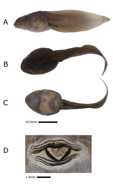 Description and development of the tadpole of *Rhacophorus* *feae* (Anura; Rhacophoridae). Zootaxa, 4504: 138-44.