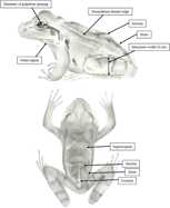 Development of a body condition score for the mountain chicken frog (*Leptodactylus* *fallax*). Zoo Biology, 37: 196-205.