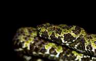 Ferlavirus-related deaths in a collection of viperid snakes. Journal of Zoo and Wildlife Medicine, 49: 9834995.