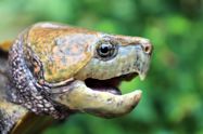 Genetic diversity of the Critically Endangered Big-headed Turtle (*Platysternon* *megacephalum*) based on wild and traded samples: implications for conservation. Diversity. 15: 958.