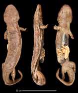 Historical museum collections clarify the evolutionary history of cryptic species radiation in the world's largest amphibians. Ecology and Evolution, 9: 10070-10084.