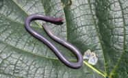 Investigating the effect of disturbance on prey consumption in captive Congo caecilians *Herpele* *squalostoma*. Journal of Zoological and Botanical Gardens 2: 705-715