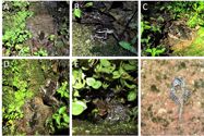 Nesting frogs - the breeding biology of Indirana cf. tysoni in the Western Ghats, India. Herpetological Bulletin 155: 2-7