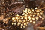 Notes on the oviposition sites of Botsford’s leaf-litter frog (*Leptobrachella* *botsfordi*) and a significant range extension for the species