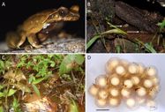 Oviposition sites of the Hoang Lien Horned Frog, *Megophrys* *hoanglienensis* (Tapley et al., 2018). Herpetology Notes, 14: 937-939