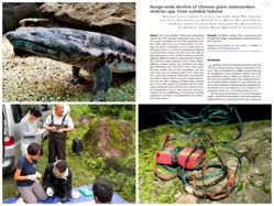 Range-wide decline of Chinese giant salamanders *Andrias* spp. from suitable habitat. Oryx 00:1-9