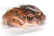 Relating natural climate and phenology to captive husbandry in two midwife toads (*Alytes* *obstetricans* and *A.* *cisternasii*) from different climatic zones. Amphibian Ark Newsletter, 38: 15-17