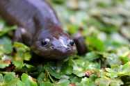 Saving salamanders; Approaches as diverse as the animals themselves. Froglog 110: 12-16