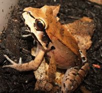 Sexually dimorphic growth and maturity in captive mountain chicken frogs *Leptodactylus* *fallax* The Herpetological Bulletin 161: 12–15.