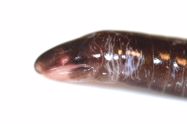 Substrate preference in the fossorial caecilian *Microcaecila* *unicolor* (Amphibia: Gymnophiona, Siphonopidae). Herpetological Bulletin 152:18-20