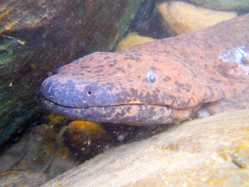 The Chinese giant salamander exemplifies the hidden extinction of cryptic species. Current Biology, 28: R590-R592.