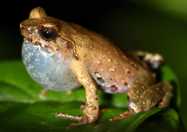 The Vietnamese population of *Megophrys* *kuatunensis* (Amphibia: Megophryidae) represents a new species of Asian horned frog from Vietnam and southern China. Zootaxa, 4344: 465-492.