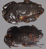 The advertisement call of the Indochinese Brown Bullfrog, *Kaloula* *indochinensis* Chan, Blackburn, Murphy, Stuart, Emmett, Ho, And Brown, 2013 (Anura: Microhylidae) from Gia Lai Province, Vietnam. Management of Forest Resources and Environment 14:21-27