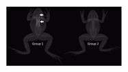 The effects of two calcium supplementation regimens on the fitness and health traits of juvenile mountain chicken frogs (*Leptodactylus* *fallax*). Herpetological Journal, 31:18-26.