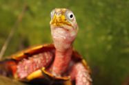 Global and regional patterns in distribution and threat status of zoo collections of turtles and tortoises. Herpetological Journal, 34: 1-10.