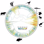 Global conservation status of the jawed vertebrate Tree of Life. Nature Communications, 15: 1101.