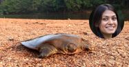 Using local ecological knowledge to determine the status of Cantor's giant softshell turtle *Pelochelys* *cantorii* in Kerala, India. Oryx: 1-10